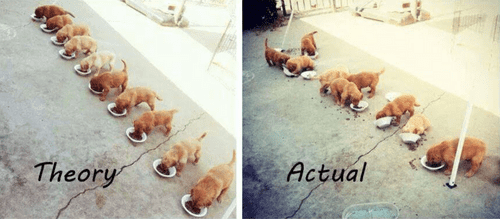 Puppy feeding lines