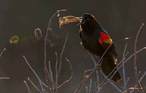 Red-winged Blackbird